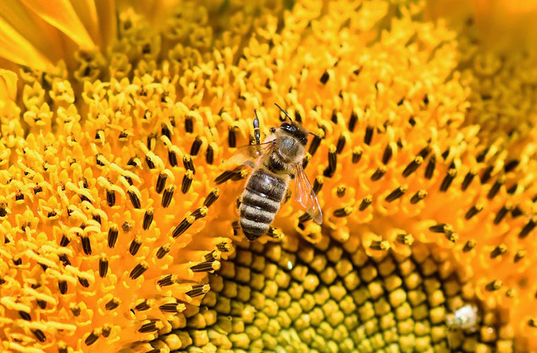 Epsom Salt for Natural Relief from Bites, Stings, Rashes, Itching and Sunburn