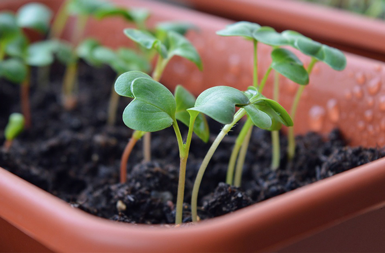 8 Amazing Uses Of Epsom Salt For Your Garden The Salt Box